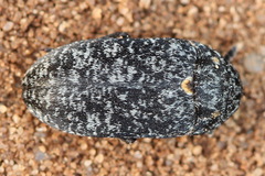 Dermestes murinus