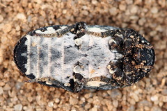 Dermestes murinus