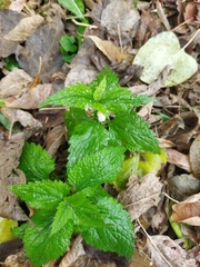 Lamium album