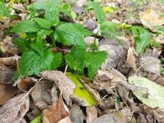 Lamium album