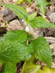 Lamium album