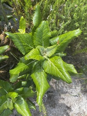Hermas villosa