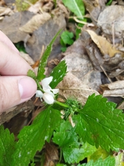 Lamium album