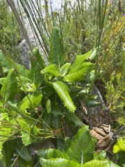Hermas villosa