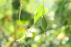 Luffa acutangula