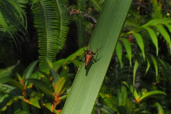 Eriovixia pseudocentrodes