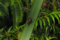 Eriovixia pseudocentrodes