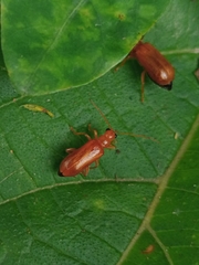 Hoplasoma unicolor