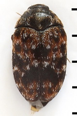 Trogoderma versicolor
