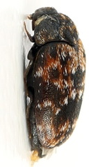 Trogoderma versicolor