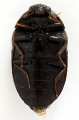 Trogoderma versicolor