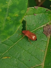 Hoplasoma unicolor