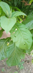 Gymnanthemum amygdalinum