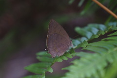 Arhopala rama