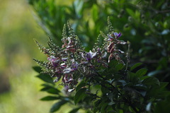 Wisteriopsis reticulata