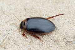 Colymbetes striatus