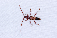 Coptocercus aberrans