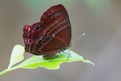 Abisara echerius