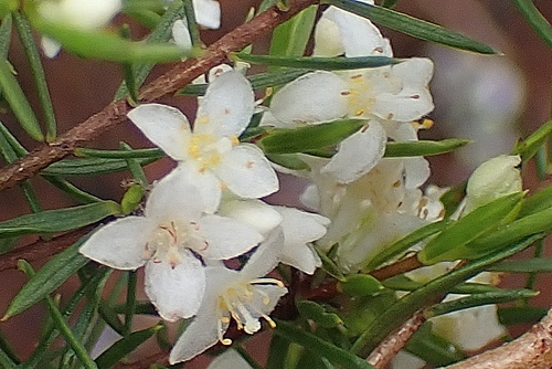 Image of Lachnaea diosmoides by no rights reserved