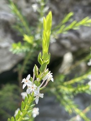 Struthiola myrsinites