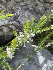 Struthiola myrsinites