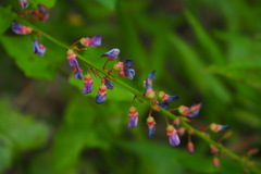 Tadehagi triquetrum