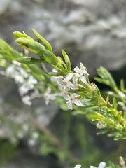 Struthiola myrsinites