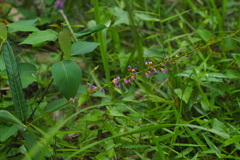 Tadehagi triquetrum