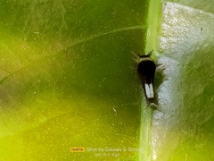 Graphium agamemnon
