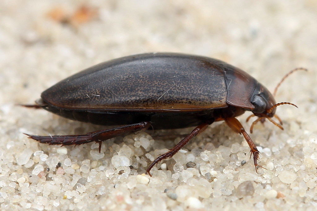 Rhantus exsoletus
