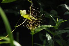 Panicum brevifolium