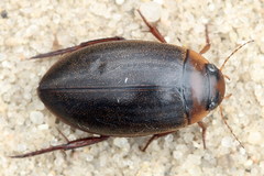 Rhantus exsoletus