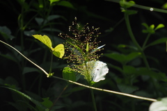 Panicum brevifolium