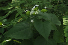 Clerodendrum canescens
