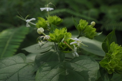 Clerodendrum canescens