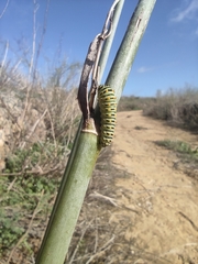 Papilio machaon