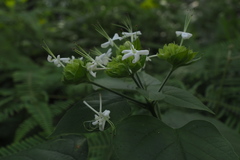 Clerodendrum canescens
