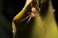 Australomimetus maculosus