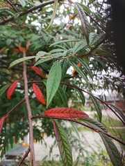 Cotoneaster salicifolius