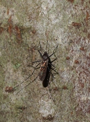Aedes notoscriptus