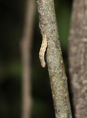 Declana floccosa