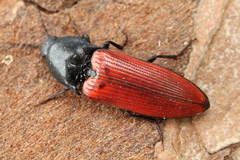 Ampedus sanguineus