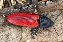 Ampedus sanguineus