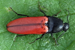 Ampedus sanguineus