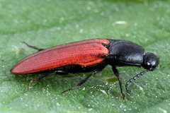 Ampedus sanguineus