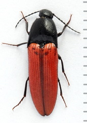 Ampedus sanguineus