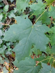 Acer platanoides
