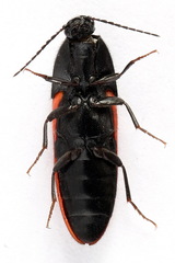 Ampedus sanguineus