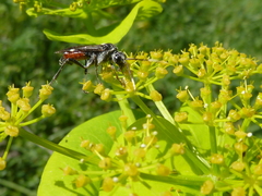 Tenthredopsis andrei