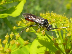 Tenthredopsis andrei